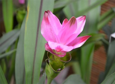 Tumeric Flower by Botanical Cube Inc