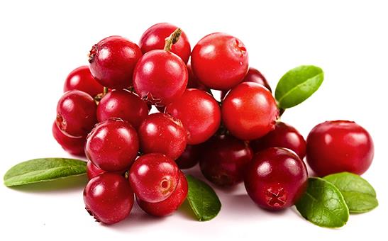 cranberry fruit