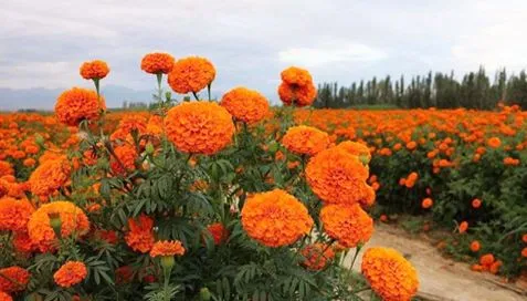 X'inhuma l-Estratti Marigold?